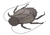 ヤマトゴキブリ